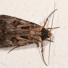 Agrotis munda (Brown Cutworm) at Melba, ACT - 29 Dec 2020 by kasiaaus