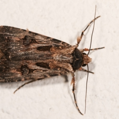 Agrotis munda (Brown Cutworm) at Melba, ACT - 28 Dec 2020 by kasiaaus