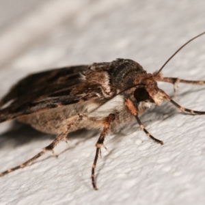 Agrotis munda at Melba, ACT - 29 Dec 2020 12:36 AM