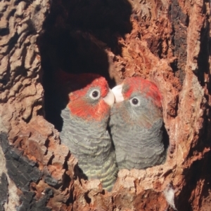 Callocephalon fimbriatum at Garran, ACT - suppressed