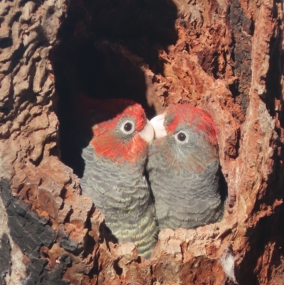 Callocephalon fimbriatum (Gang-gang Cockatoo) at GG84 - 9 Jan 2021 by roymcd