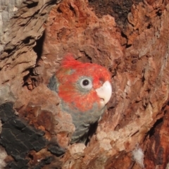 Callocephalon fimbriatum at Garran, ACT - suppressed