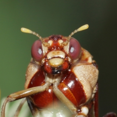 Pergagrapta polita (Sawfly) at Acton, ACT - 7 Jan 2021 by TimL