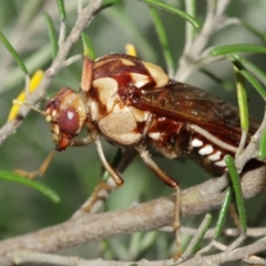 Pergagrapta polita at Acton, ACT - 8 Jan 2021