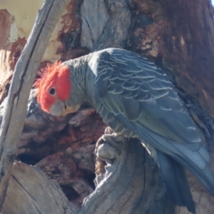 Callocephalon fimbriatum at Garran, ACT - 10 Jan 2021