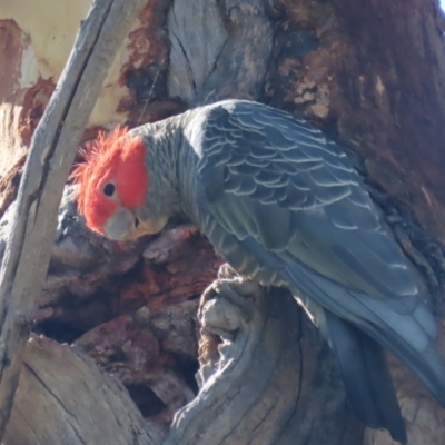 Callocephalon fimbriatum (Gang-gang Cockatoo) at Garran, ACT - 9 Jan 2021 by roymcd