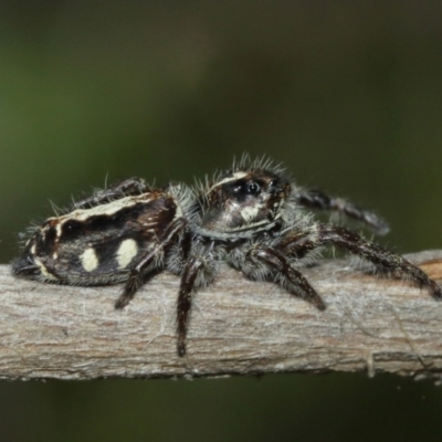 Sandalodes scopifer (White-spotted Sandalodes) at Acton, ACT - 10 Jan 2021 by TimL