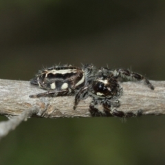 Sandalodes scopifer at Acton, ACT - 10 Jan 2021 11:39 AM