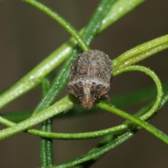 Pentatomidae (family) (Shield or Stink bug) at Downer, ACT - 10 Jan 2021 by TimL