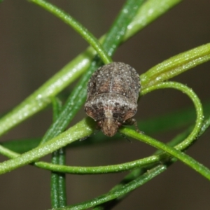 Pentatomidae (family) at Downer, ACT - 10 Jan 2021