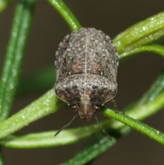 Pentatomidae (family) at Downer, ACT - 10 Jan 2021