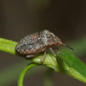 Pentatomidae (family) at Downer, ACT - 10 Jan 2021