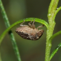 Pentatomidae (family) at Downer, ACT - 10 Jan 2021