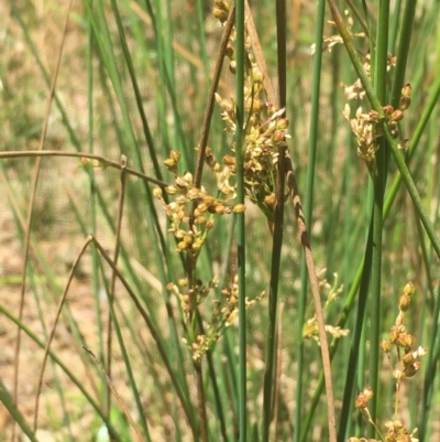 Juncus usitatus (Common Rush) at Mount Ainslie - 9 Jan 2021 by JaneR