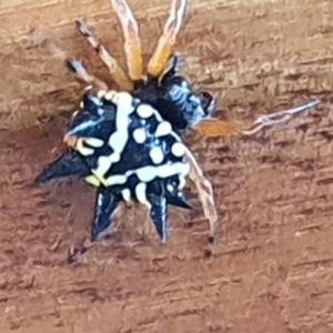 Austracantha minax at Gundaroo, NSW - 10 Jan 2021 01:50 PM