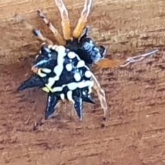 Austracantha minax (Christmas Spider, Jewel Spider) at Gundaroo, NSW - 10 Jan 2021 by Gunyijan
