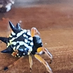 Austracantha minax at Gundaroo, NSW - 10 Jan 2021