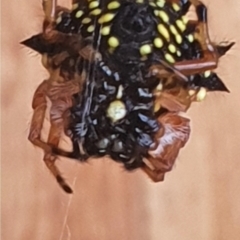 Austracantha minax at Gundaroo, NSW - 10 Jan 2021