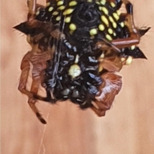 Austracantha minax at Gundaroo, NSW - 10 Jan 2021 01:50 PM