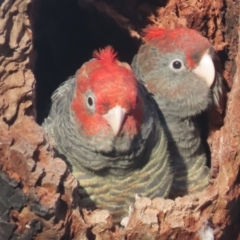 Callocephalon fimbriatum (Gang-gang Cockatoo) at Garran, ACT - 11 Jan 2021 by roymcd