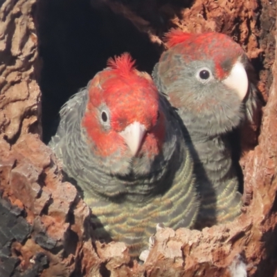 Callocephalon fimbriatum (Gang-gang Cockatoo) at GG84 - 10 Jan 2021 by roymcd