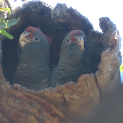 Callocephalon fimbriatum (Gang-gang Cockatoo) at GG130 - 10 Jan 2021 by roymcd