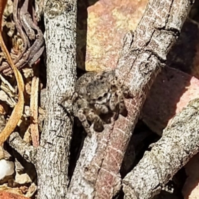 Maratus vespertilio (Bat-like peacock spider) at O'Connor, ACT - 10 Jan 2021 by Angus44