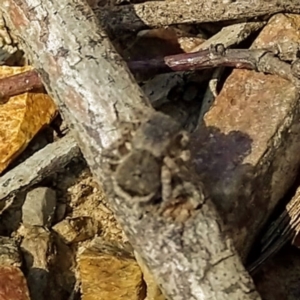 Maratus vespertilio at O'Connor, ACT - 10 Jan 2021