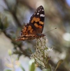 Vanessa kershawi (Australian Painted Lady) at Gundaroo, NSW - 9 Jan 2021 by Gunyijan