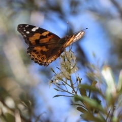 Vanessa kershawi at Gundaroo, NSW - 9 Jan 2021 03:06 PM