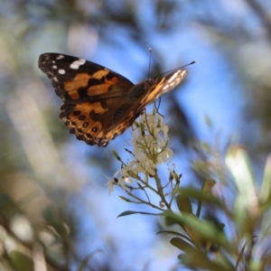 Vanessa kershawi at Gundaroo, NSW - 9 Jan 2021