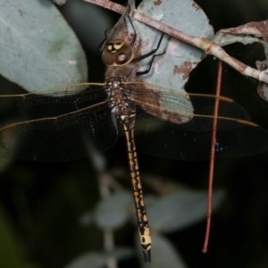 Anax papuensis at Melba, ACT - 28 Dec 2020