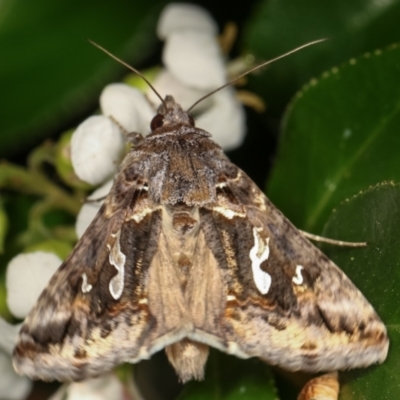 Chrysodeixis argentifera (Tobacco Looper) at Melba, ACT - 28 Dec 2020 by kasiaaus