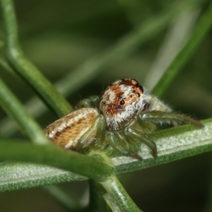 Opisthoncus sp. (genus) at Melba, ACT - 28 Dec 2020