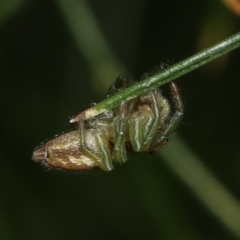 Opisthoncus sp. (genus) at Melba, ACT - 28 Dec 2020