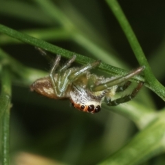 Opisthoncus sp. (genus) at Melba, ACT - 28 Dec 2020