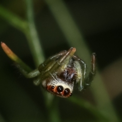 Opisthoncus sp. (genus) at Melba, ACT - 28 Dec 2020