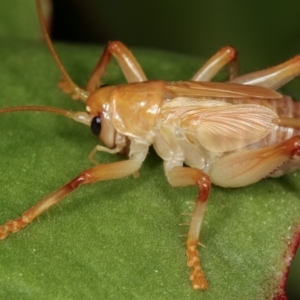 Gryllacrididae (family) at Melba, ACT - 28 Dec 2020