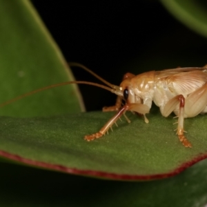 Gryllacrididae (family) at Melba, ACT - 28 Dec 2020