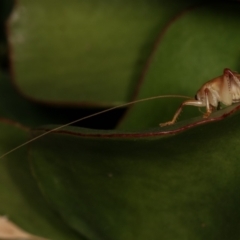 Gryllacrididae (family) at Melba, ACT - 28 Dec 2020