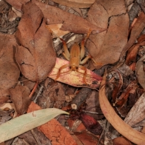 Gryllacrididae (family) at Melba, ACT - 28 Dec 2020