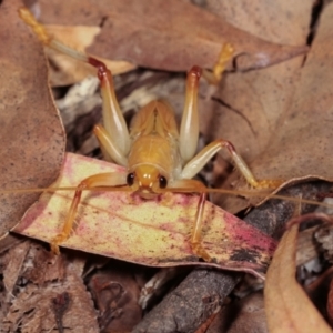 Gryllacrididae (family) at Melba, ACT - 28 Dec 2020