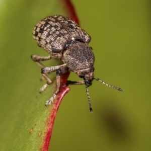 Rhinaria sp. (genus) at Melba, ACT - 28 Dec 2020