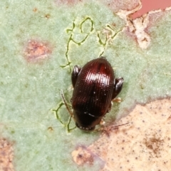 Alticini (tribe) (Unidentified flea beetle) at Bruce, ACT - 29 Dec 2020 by kasiaaus