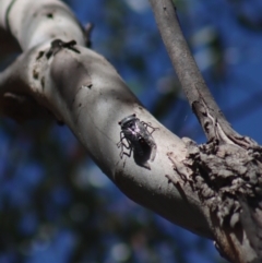 Psaltoda moerens (Redeye cicada) at Gundaroo, NSW - 9 Jan 2021 by Gunyijan