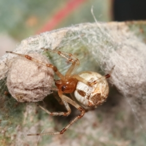 Cryptachaea veruculata at Bruce, ACT - 29 Dec 2020