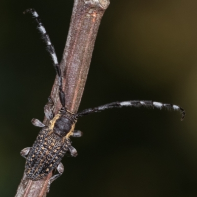 Ancita marginicollis (A longhorn beetle) at Bruce Ridge to Gossan Hill - 29 Dec 2020 by kasiaaus