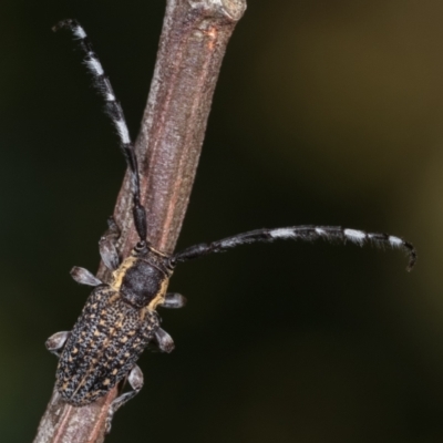 Ancita marginicollis (A longhorn beetle) at Flea Bog Flat, Bruce - 29 Dec 2020 by kasiaaus