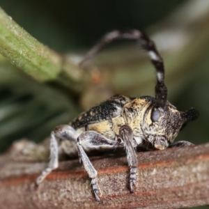 Ancita marginicollis at Bruce, ACT - 29 Dec 2020