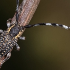 Ancita marginicollis at Bruce, ACT - 29 Dec 2020